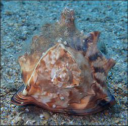 Cassis tuberosa (Linnaeus, 1758) Caribbean Helmet