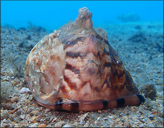 Cassis tuberosa (Linnaeus, 1758) Caribbean Helmet