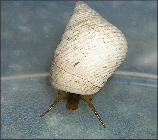 Littoraria irrorata (Say, 1822) Marsh Periwinkle