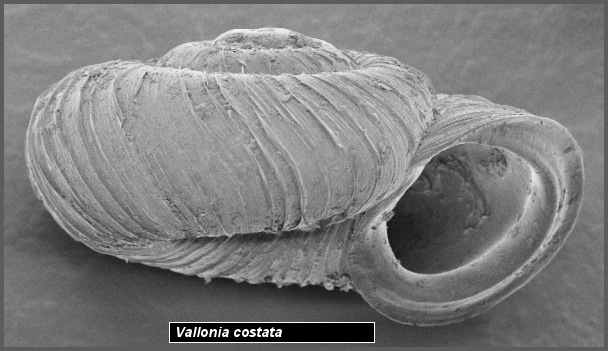 Vallonia costata (Mller, 1774) Costate Vallonia