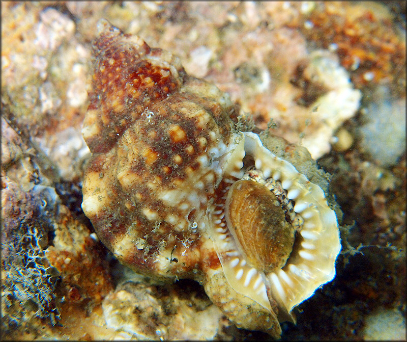 Dulcerana cubaniana (d'Orbigny, 1847) Granular Frogsnail