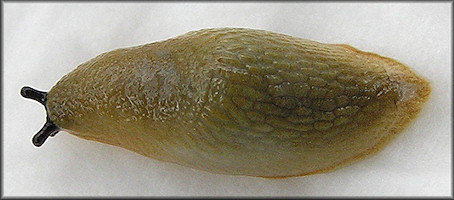 Arion rufus (Linnaeus, 1758) Chocolate Arion Juvenile