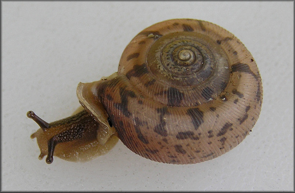 Daedalochila auriculata From Station One West Of Bass Haven Lane