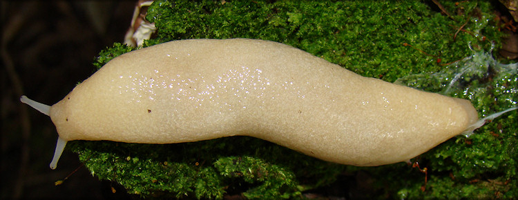 Unidentified Philomycid Slug