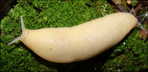 Unidentified Philomycid Slug