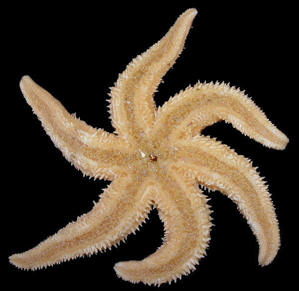 Leptasterias polaris acervata (Stimpson,1862) "Polar Six-rayed Star"