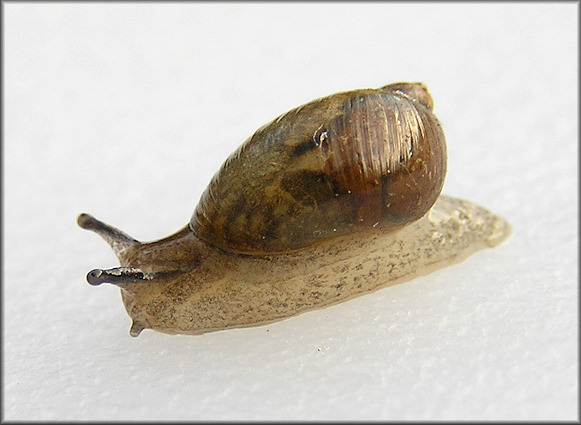 Succinea unicolor Tryon, 1866 Squatty Ambersnail