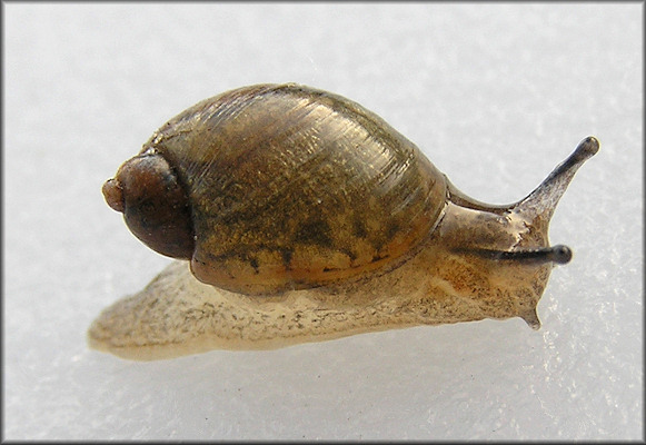 Succinea unicolor Tryon, 1866 Squatty Ambersnail