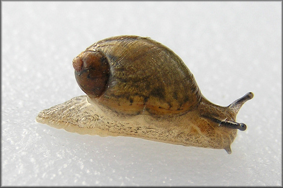 Succinea unicolor Tryon, 1866 Squatty Ambersnail