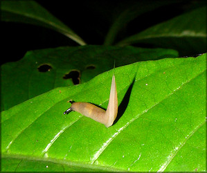 Unidentified Philomycid Slug