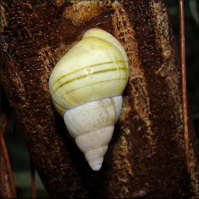 Liguus fasciatus lossmanicus Pilsbry, 1912 Aestivating