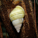 Liguus fasciatus lossmanicus Pilsbry, 1912 Aestivating