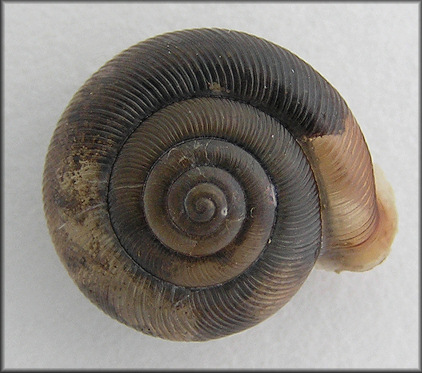 Daedalochila auriculata (Say, 1818) From Twelve Mile Swamp (13.9 mm.)