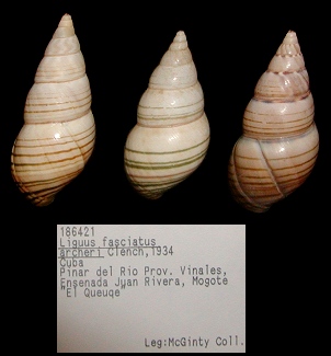 Liguus fasciatus archeri Clench, 1934