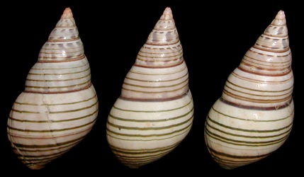 Liguus fasciatus achatinus Clench 1934