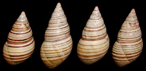 Liguus fasciatus achatinus Clench, 1934