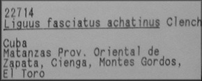 Liguus fasciatus achatinus Clench, 1934