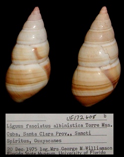 Liguus fasciatus albinistica de la Torre