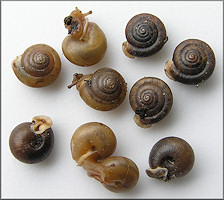 Praticolella mobiliana (I. Lea, 1841) Choctaw Scrubsnail