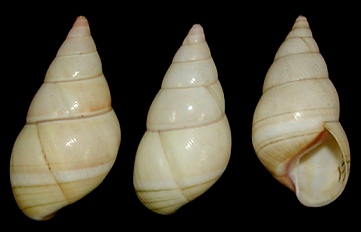 Liguus blainianus flava Clench