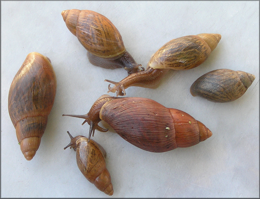 Euglandina rosea (Frussac, 1821) Variability