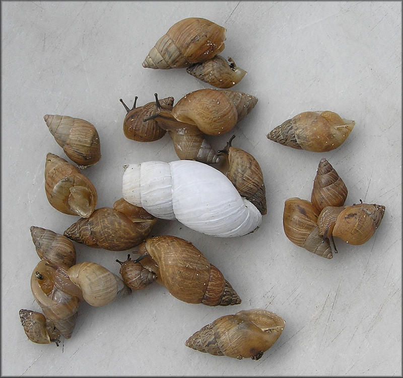 Bulimulus sporadicus (d’Orbigny, 1835)