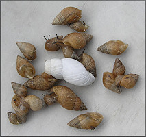 Bulimulus sporadicus (d’Orbigny, 1835)