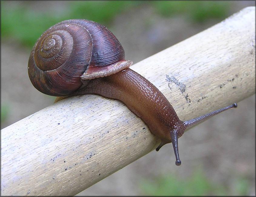 Neohelix solemi Emberton, 1988 Coastal Whitelip