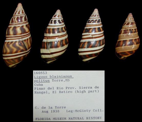 Liguus blainianus politus de la Torre