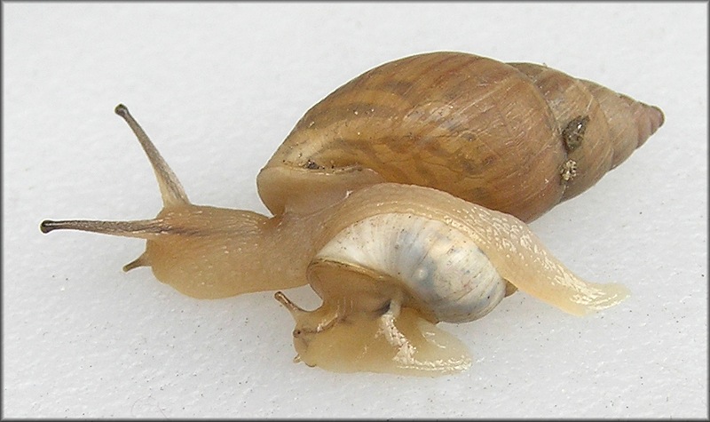 Bulimulus sporadicus (d’Orbigny, 1835)