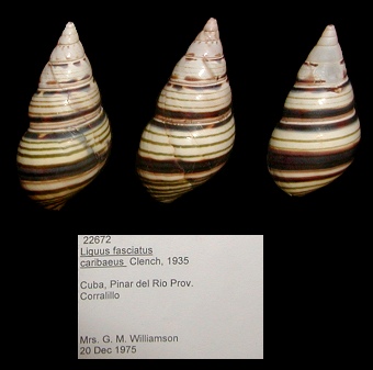 Liguus fasciatus caribaeus Clench, 1935