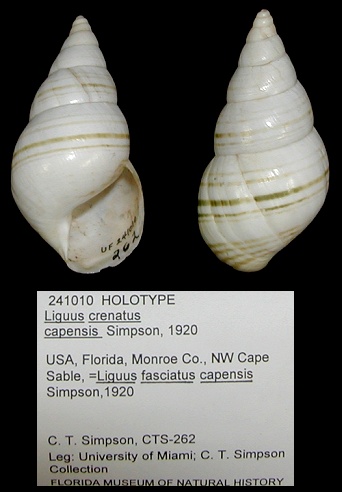 Liguus fasciatus capensis Simpson, 1920 Holotype