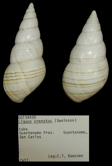 Liguus  fasciatus crenatus (Swainson 1821)
