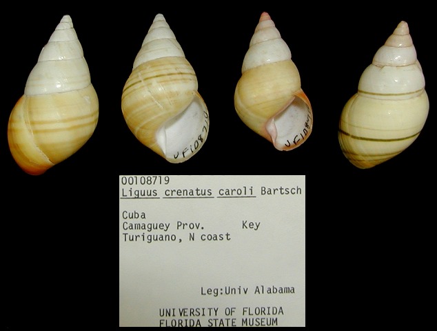 Liguus fasciatus caroli  (Bartsch, 1937)