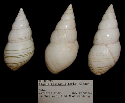 Liguus  fasciatus feriai Clench, 1934