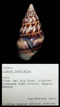 Liguus fasciatus (Mller, 1774)