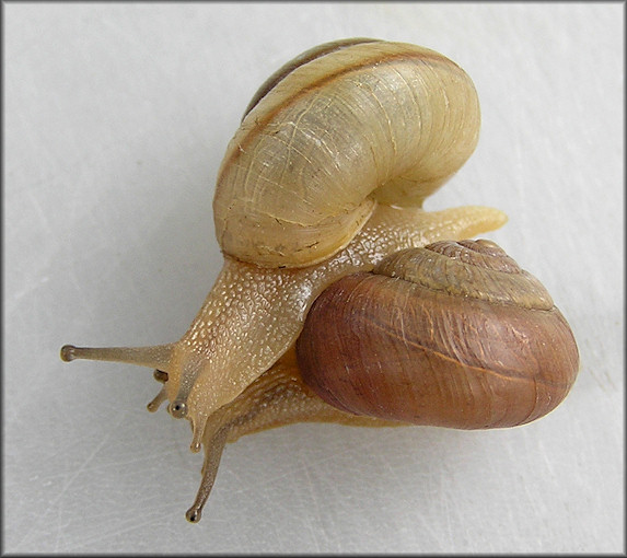 Bradybaena similaris (Frussac, 1821) Asian Tramp Snail