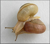 Bradybaena similaris (Frussac, 1821) Asian Tramp Snail