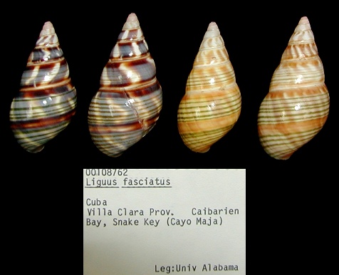 Liguus fasciatus (Mller, 1774)