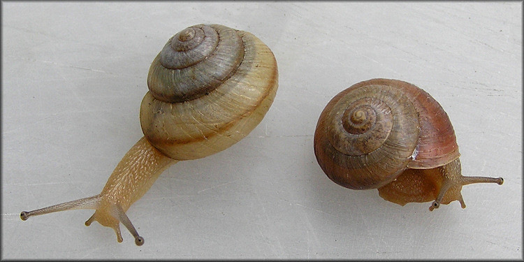 Bradybaena similaris (Frussac, 1821) Asian Tramp Snail