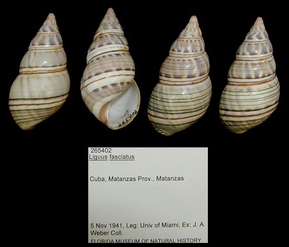 Liguus fasciatus (Mller, 1774)