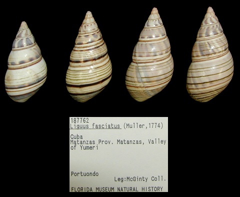 Liguus fasciatus (Mller, 1774)