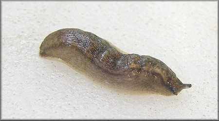 Arion circumscriptus Johnston, 1828 Brown-banded Arion Slug