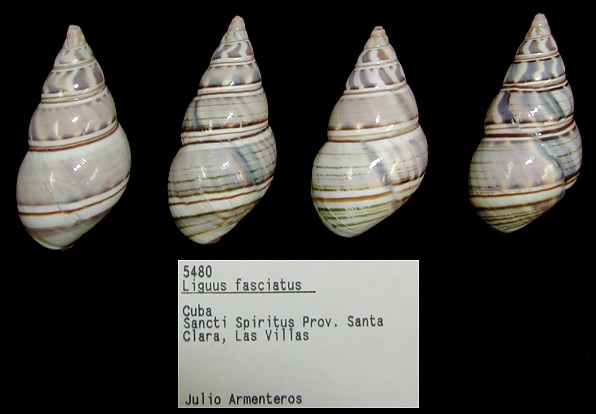Liguus fasciatus (Müller, 1774)