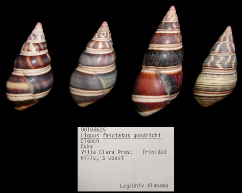 Liguus fasciatus goodrichi Clench, 1934