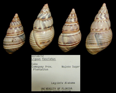 Liguus fasciatus (Mller, 1774)