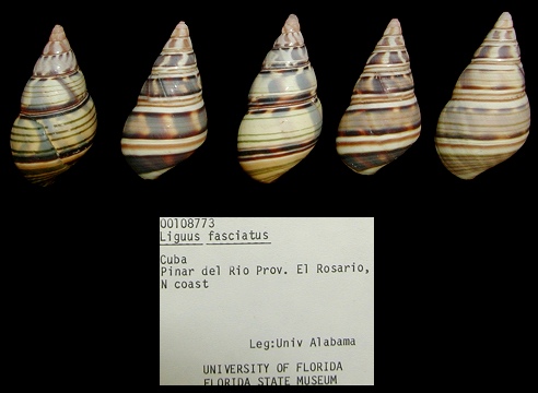 Liguus fasciatus (Mller, 1774)