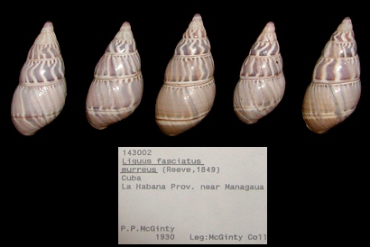 Liguus fasciatus murreus (Reeve, 1849)