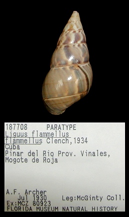 Liguus flammellus flammellus Clench, 1934 Paratype