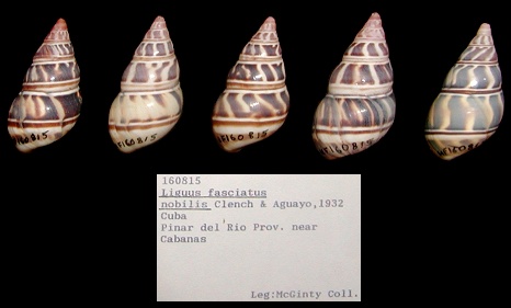 Liguus fasciatus nobilis Clench and Aquayo, 1932